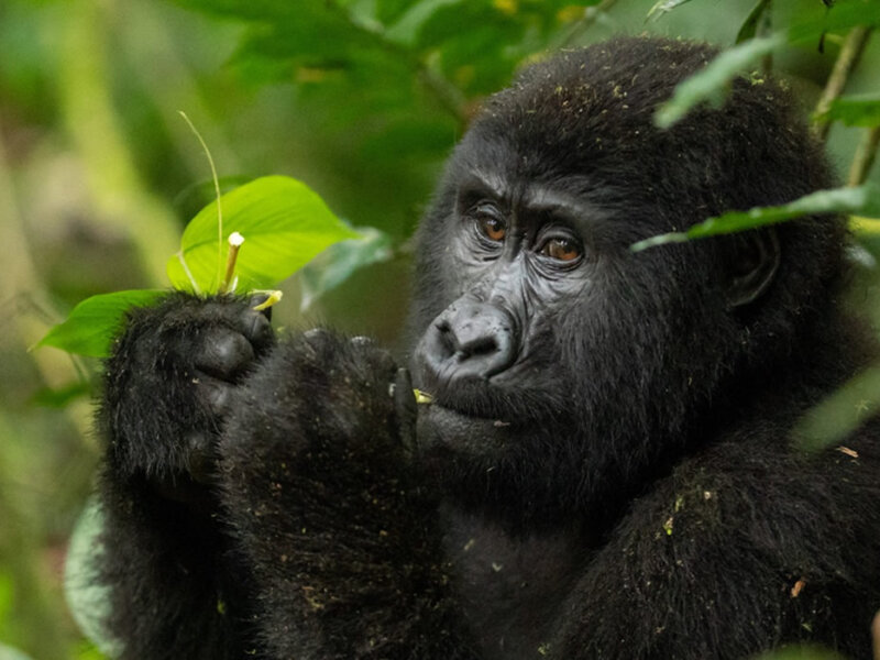 Uganda gorilla trekking Rushaga sector