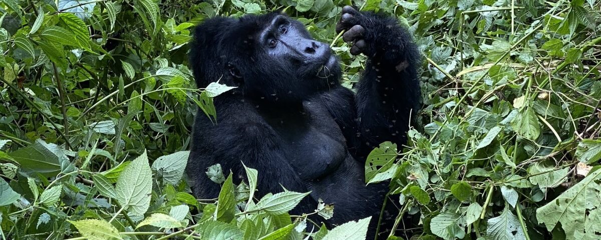 Uganda gorilla trekking adventure holidays