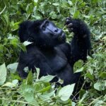 Uganda gorilla trekking adventure holidays
