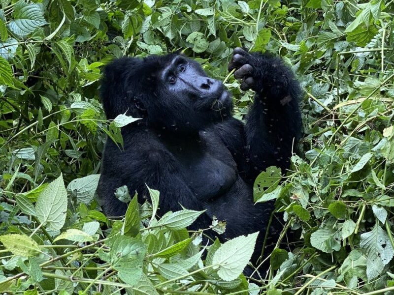 Uganda gorilla trekking adventure holidays
