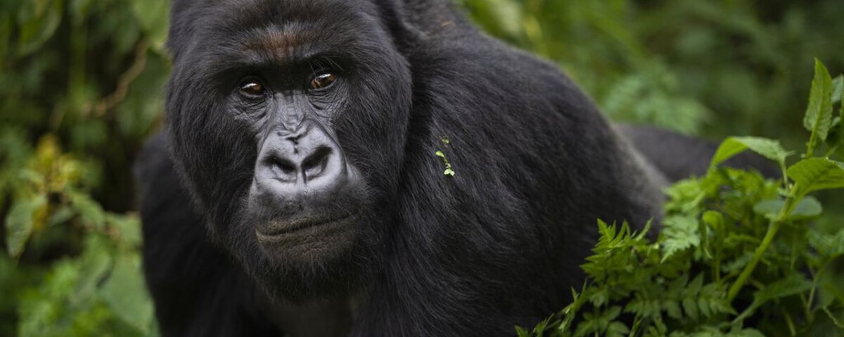 Uganda gorilla trekking in Nkuringo sector