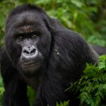 Uganda gorilla trekking in Nkuringo sector