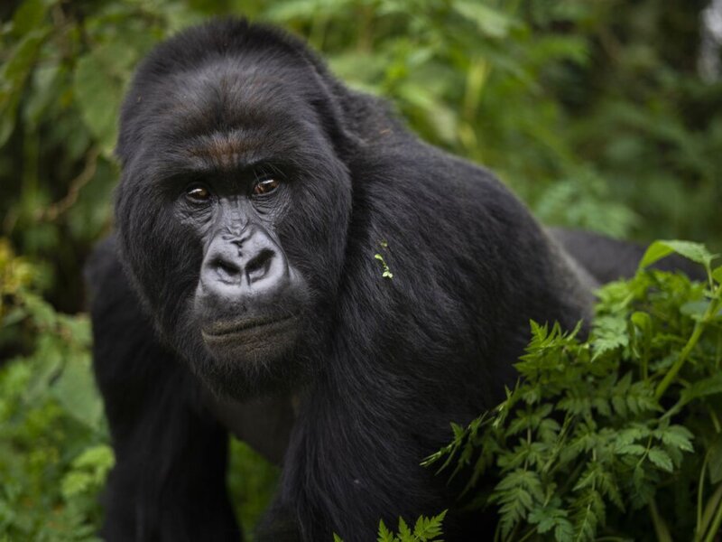 Uganda gorilla trekking in Nkuringo sector