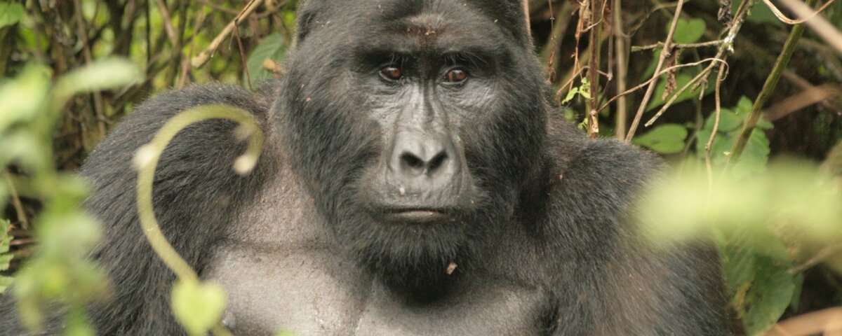 Uganda gorilla trekking in Ruhija sector