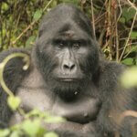 Uganda gorilla trekking in Ruhija sector