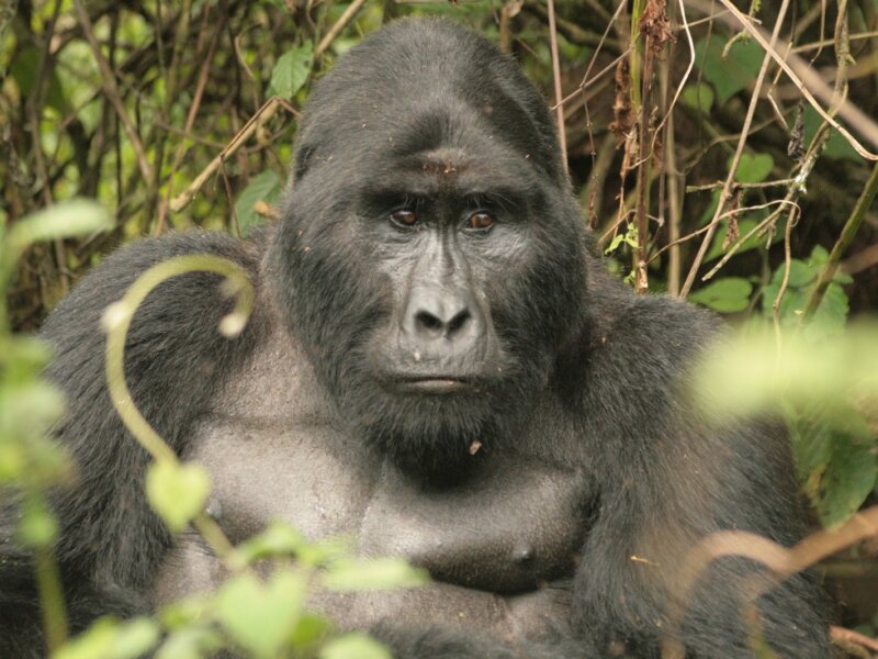 Uganda gorilla trekking in Ruhija sector