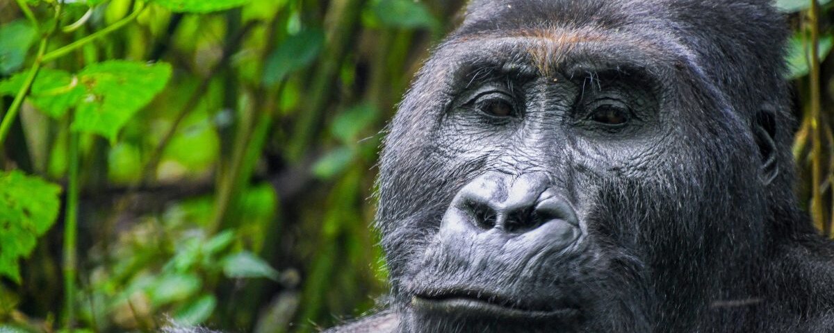 Uganda gorilla trekking permits online booking