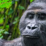 Uganda gorilla trekking permits online booking