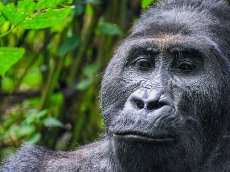 Uganda gorilla trekking permits online booking