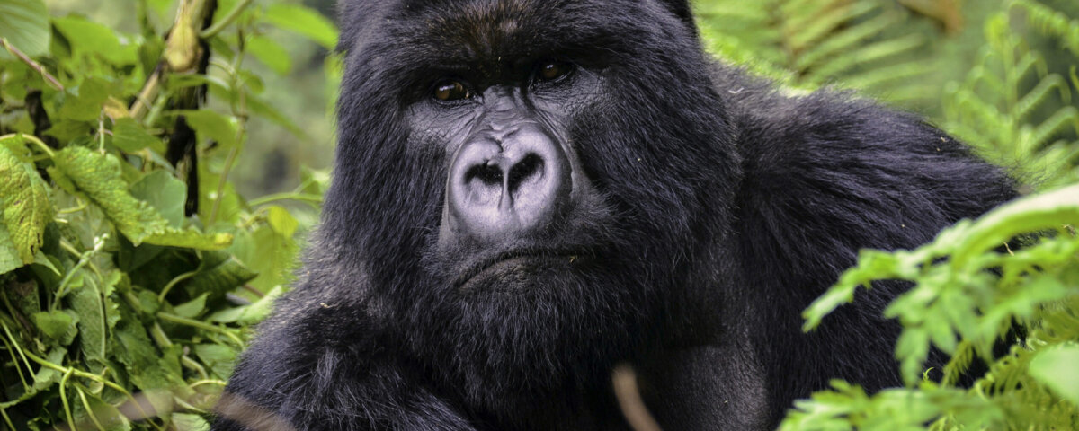 Uganda gorilla trekking safari companies