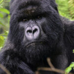 Uganda gorilla trekking safari companies
