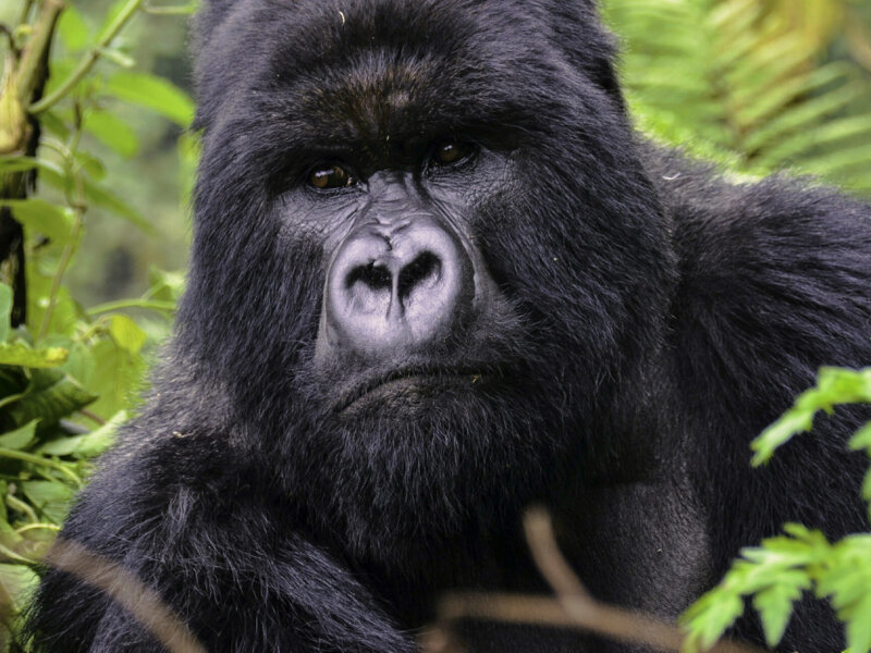 Uganda gorilla trekking wildlife photography tours