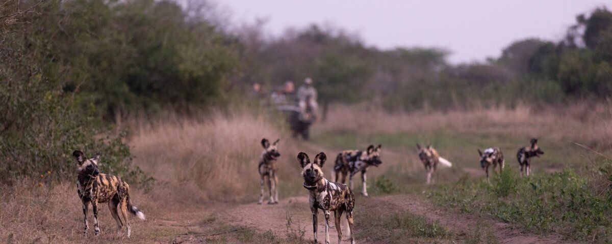 Tanzania Safari for Wild Dog Tracking