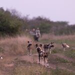 Tanzania Safari for Wild Dog Tracking