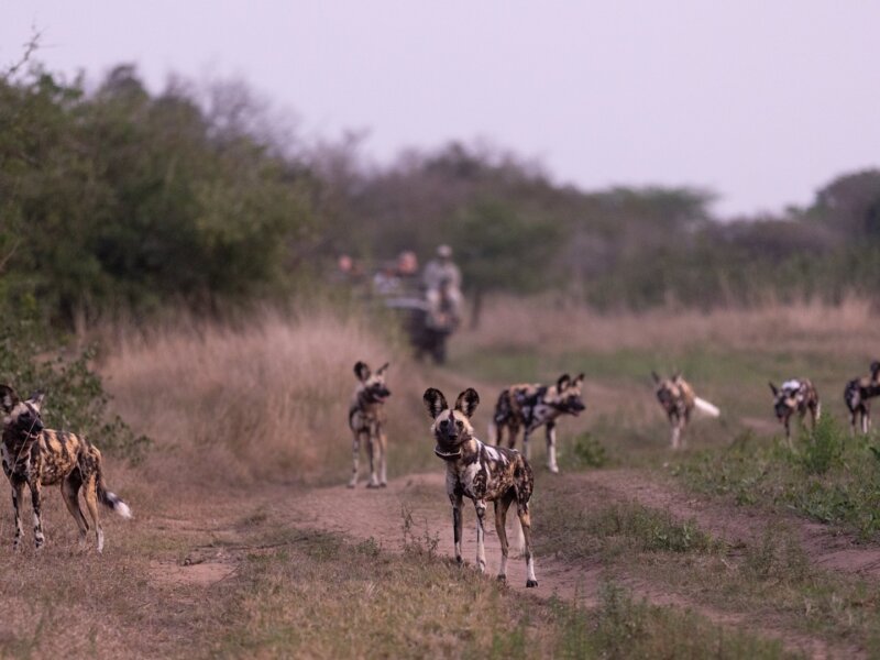 Tanzania Safari for Wild Dog Tracking