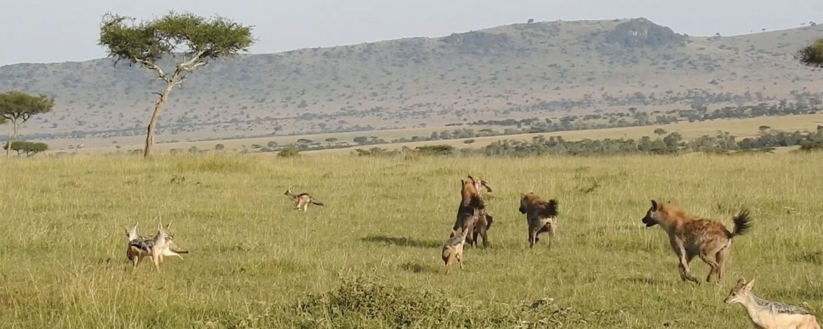 Tanzania Safari for Hyena Sightings