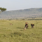 Tanzania Safari for Hyena Sightings