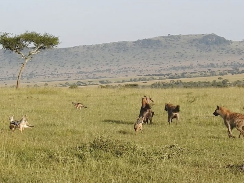 Tanzania Safari for Hyena Sightings