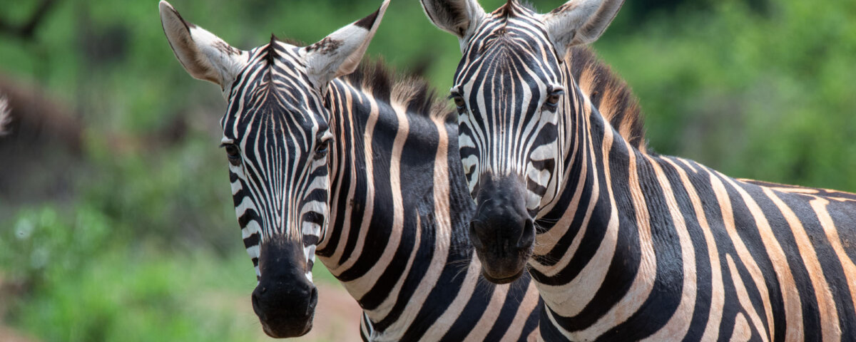 What Animals Are Found in Tsavo?