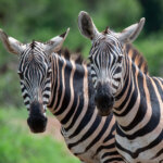 What Animals Are Found in Tsavo?