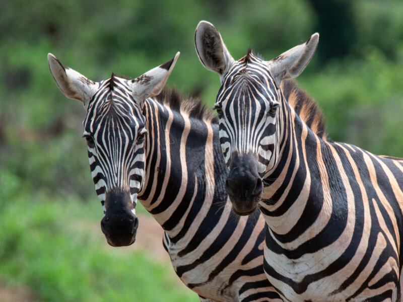What Animals Are Found in Tsavo?