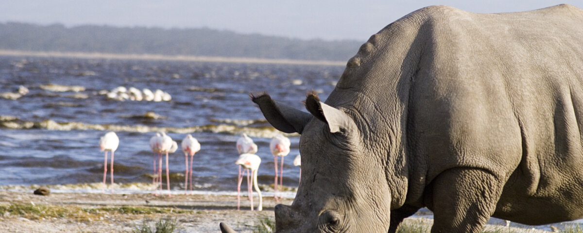 What Animals Can You See in Lake Nakuru National Park?