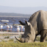 What Animals Can You See in Lake Nakuru National Park?