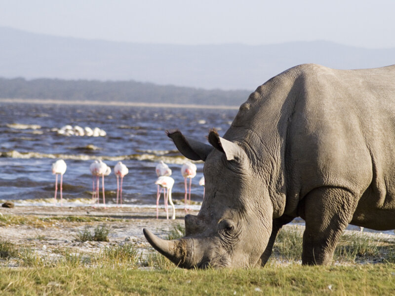 What Animals Can You See in Lake Nakuru National Park?