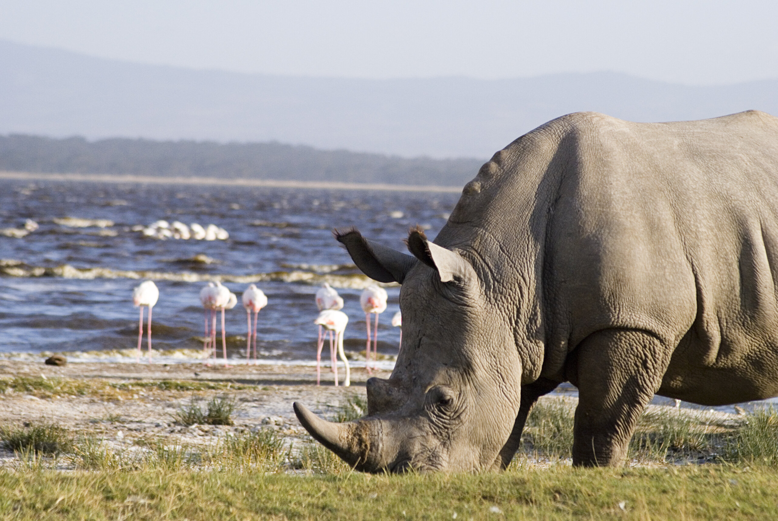 What Are the Best Safari Parks for Luxury Travelers in Kenya?