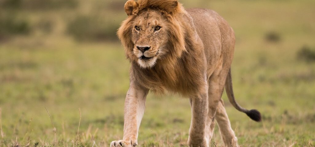 What Animals Can You See on a Kenya Safari?