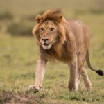 What Animals Can You See on a Kenya Safari?