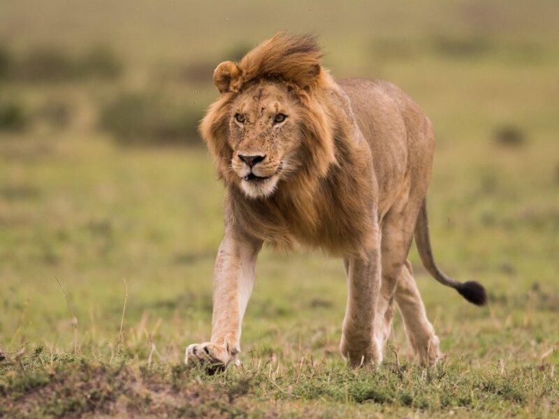 What Animals Can You See on a Kenya Safari?
