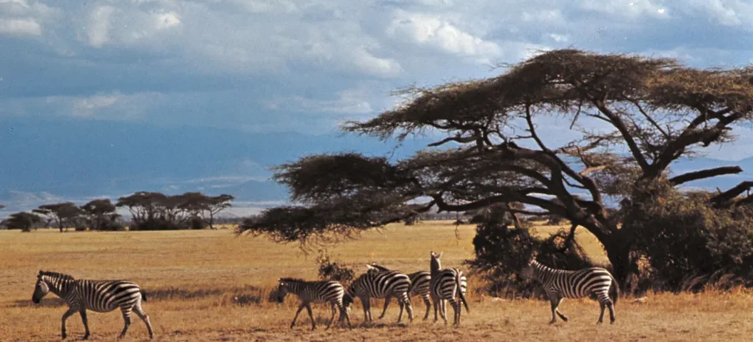 What Animals Live in Amboseli National Park?