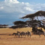 What Animals Live in Amboseli National Park?