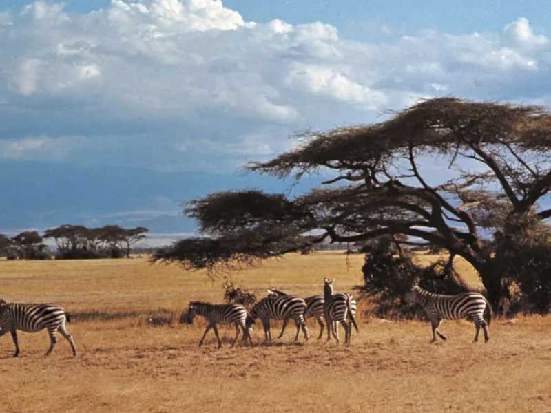What Animals Live in Amboseli National Park?