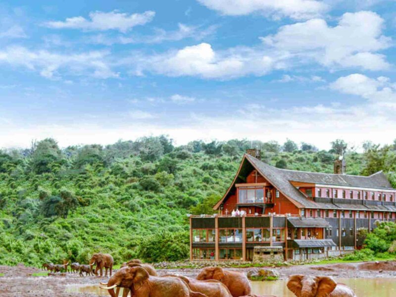 What Are the Best Budget Kenya Safaris?