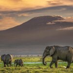 What Are the Best Eco-Friendly Safari Lodges in Kenya?