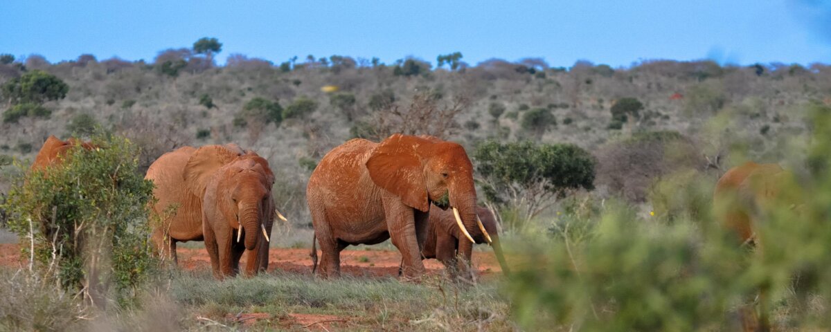 What Are the Best Kenya Adventure Safaris?