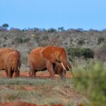What Are the Best Kenya Adventure Safaris?