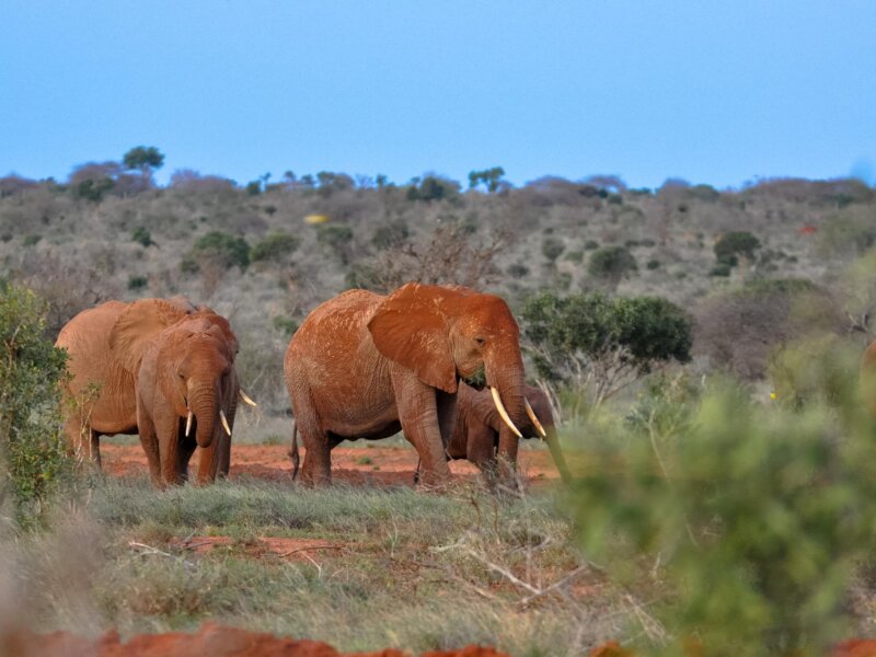 What Are the Best Kenya Adventure Safaris?