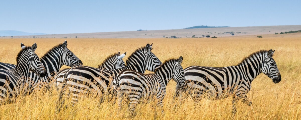 What Are the Best Kenya Migration Safaris?