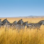 What Are the Best Kenya Migration Safaris?