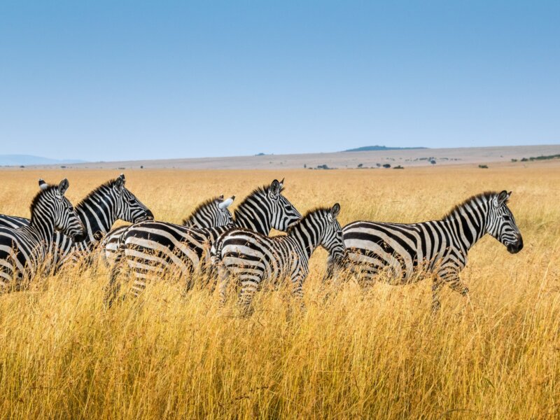 What Are the Best Kenya Migration Safaris?
