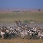What Are the Best Kenya Safari Activities for Children?