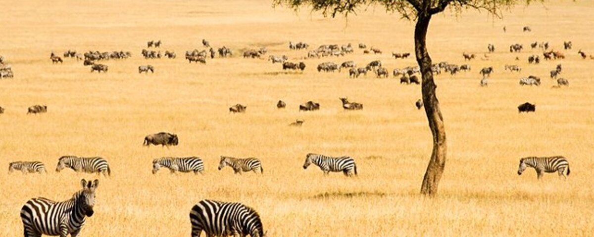 What Are the Best Kenya Safari Destinations for First-Time Visitors?