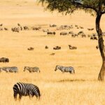 What Are the Best Kenya Safari Destinations for First-Time Visitors?