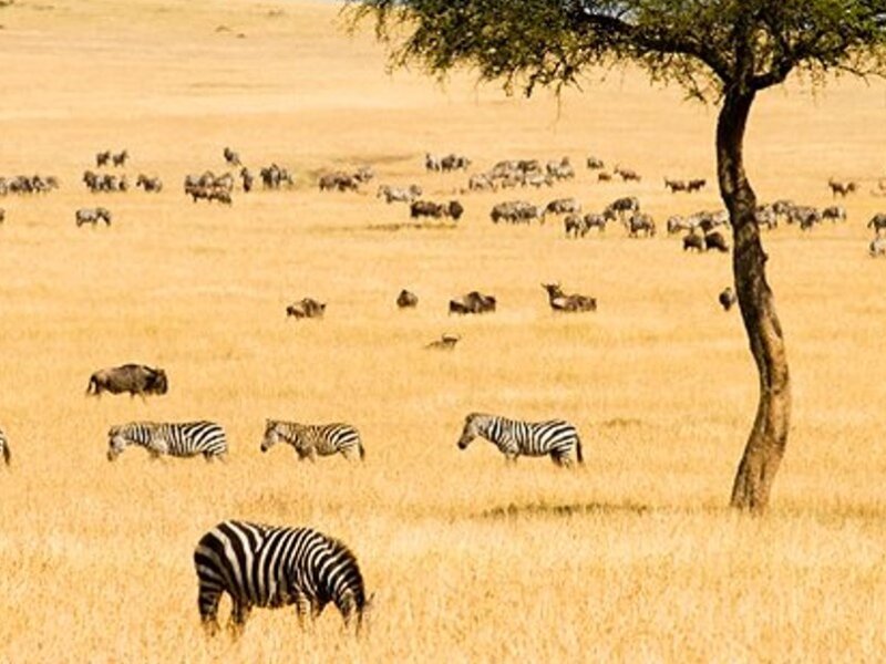 What Are the Best Kenya Safari Destinations for First-Time Visitors?