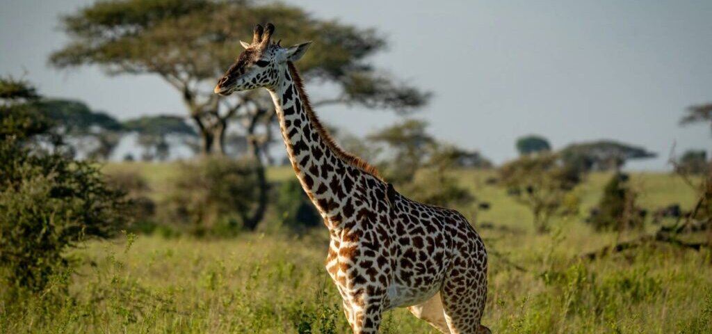 What Are the Best Kenya Safari Destinations for Wildlife Photography?