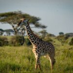 What Are the Best Kenya Safari Destinations for Wildlife Photography?