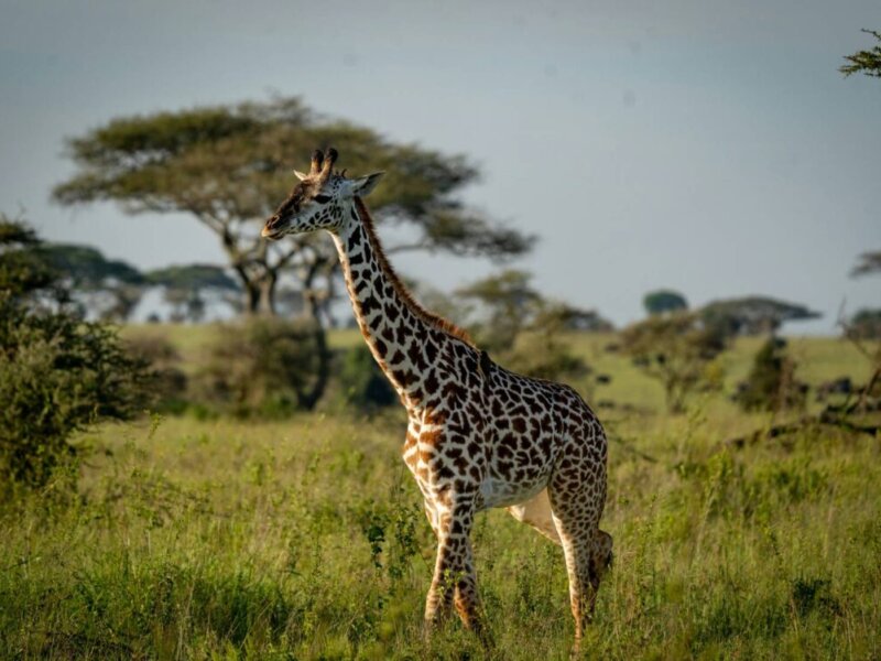 What Are the Best Kenya Safari Destinations for Wildlife Photography?
